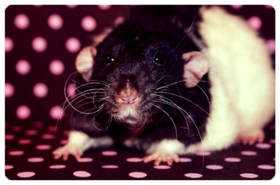 Gnalogie des ratons de Fresa et Barnabas 5839793